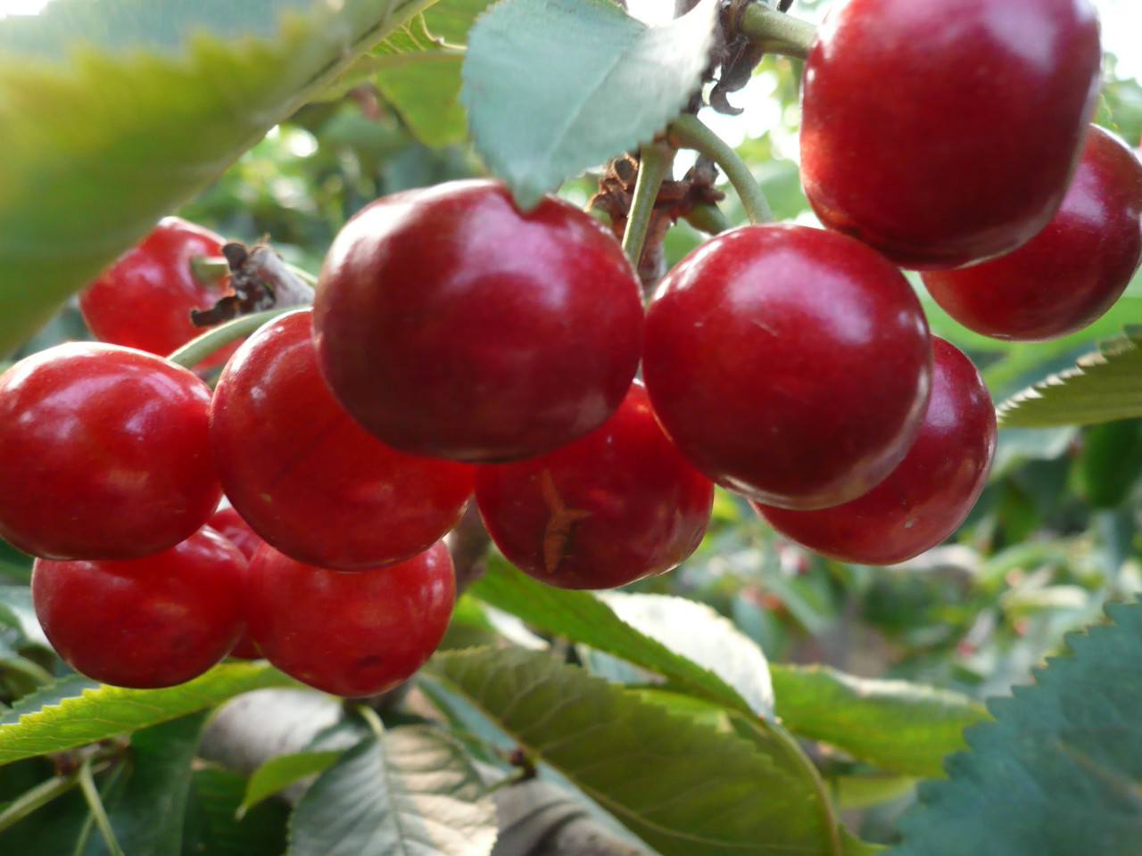 立秋到了,祝福送给你