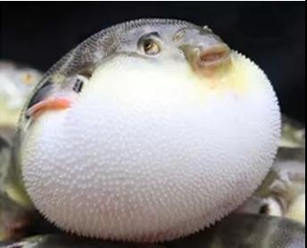 没错,就是河豚.这个气鼓鼓的"胖头鱼",看着可爱,可毒性却十分吓人.