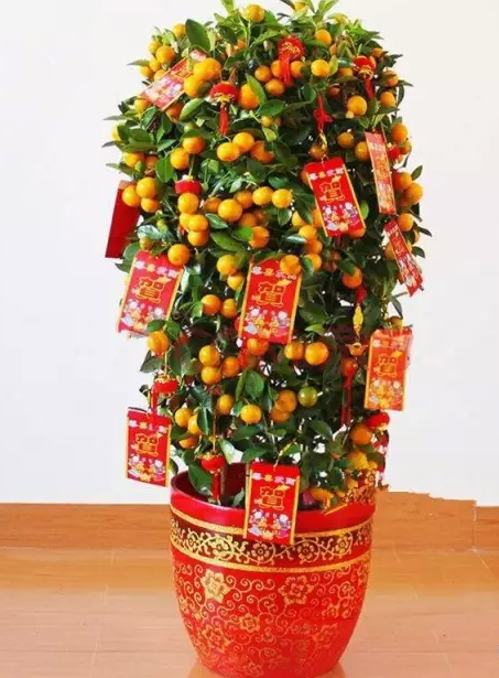 发财树,金桔,金钱树,金钱兜 寓意 财源广进,大富大贵 推荐理由 财位
