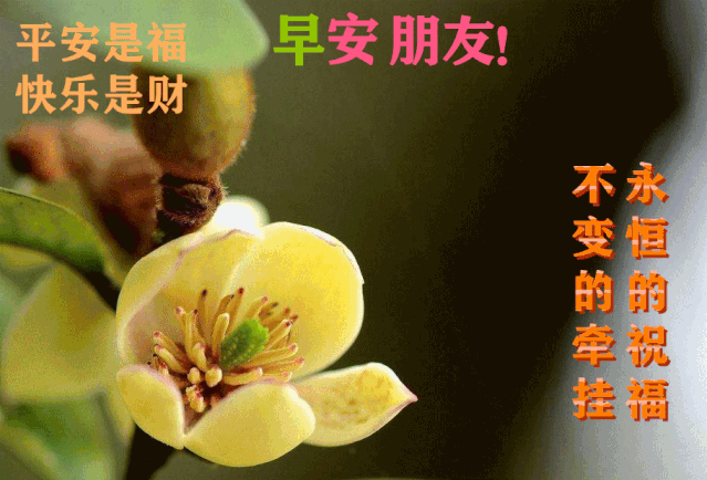 【早安】晨光来拥抱,祝福来报到,祝你心情妙!